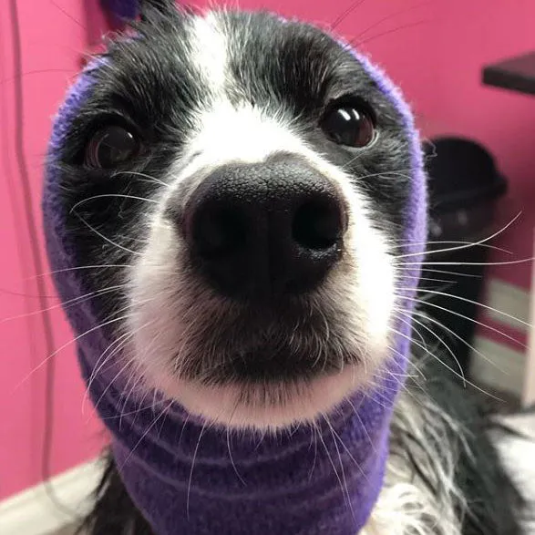 Happy Hoodie Dog Snood Large - Purple