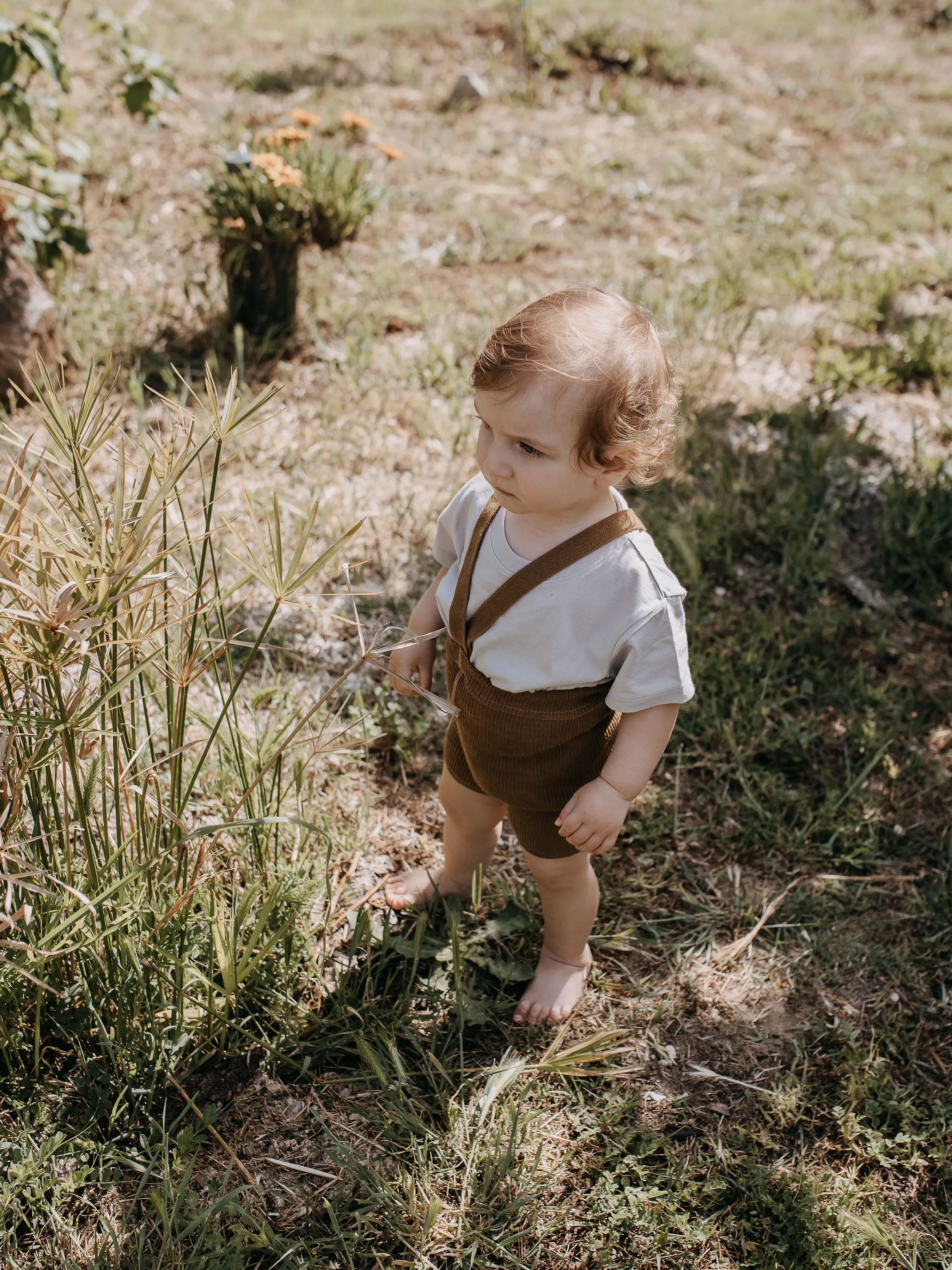 SILLY SILAS SHORTY TIGHTS | ACORN BROWN